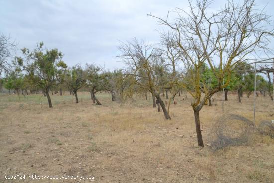 Magnifica finca en Campanet - BALEARES