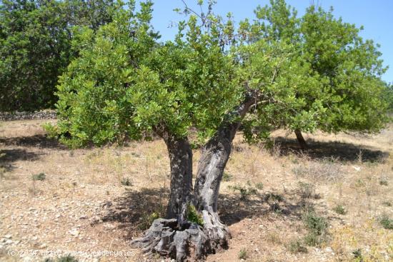 Finca rústica en Campanet - BALEARES