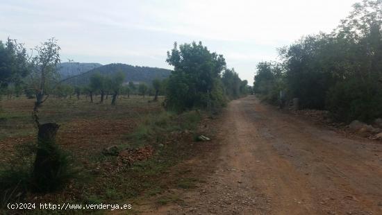 Finca con licencia - BALEARES