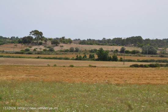 Finca Rústica Petra - BALEARES