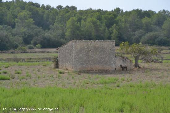 Finca rústica Sineu - BALEARES