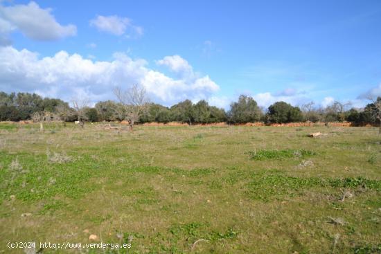 Finca rústica Manacor - BALEARES