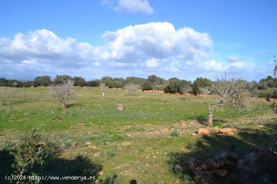 Finca rústica Manacor - BALEARES