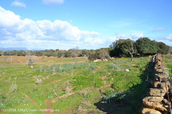  Finca rústica en Manacor - BALEARES 