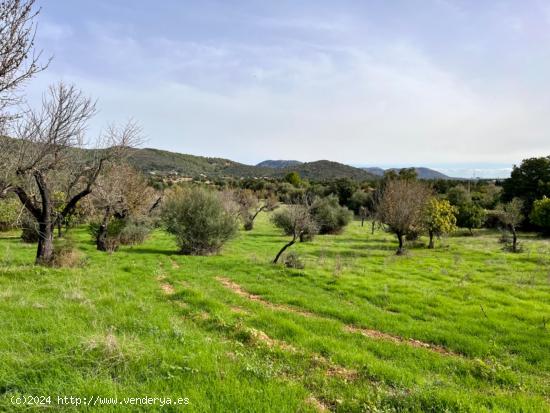 Finca rústica Campanet - BALEARES