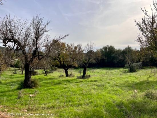 Finca rústica Campanet - BALEARES