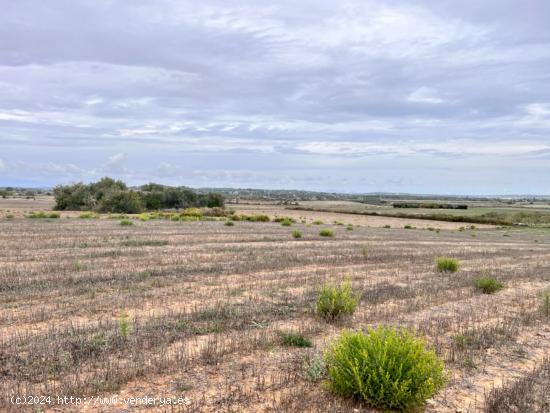 Finca rústica en Petra - BALEARES