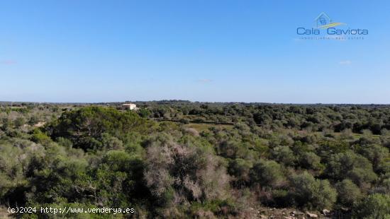 Gran terreno rústico en la zona de Cas Perets - BALEARES