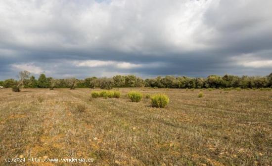  Interesante solar cerca de Campos - BALEARES 