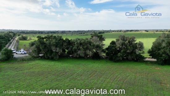 Gran terreno en Cas Perets - BALEARES