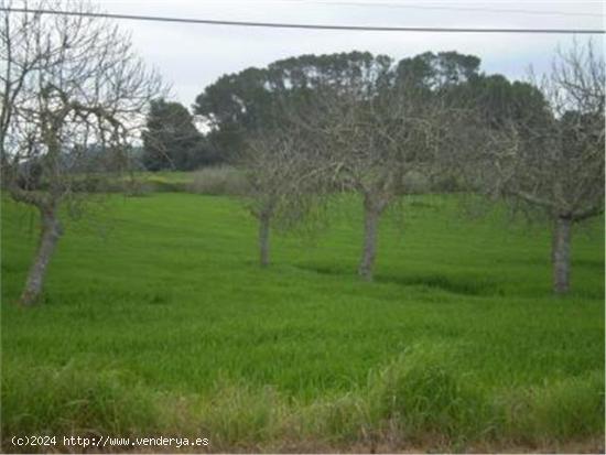 TERRENO RÚSTICO EN VENTA EN SINEU. - BALEARES