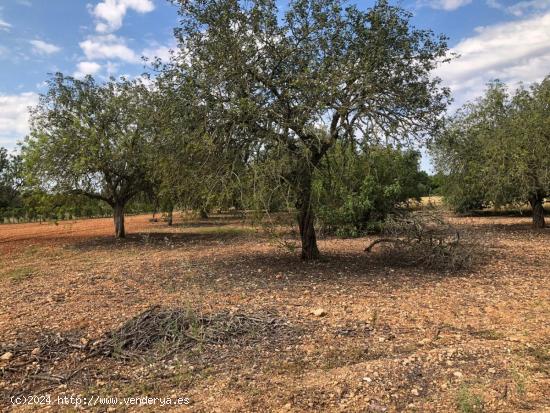 TERRENO EN PORRERAS - BALEARES