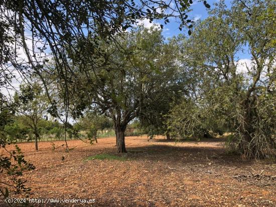 TERRENO EN PORRERAS - BALEARES