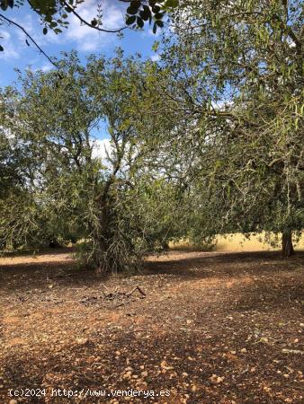 TERRENO EN PORRERAS - BALEARES