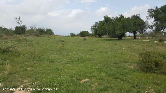 Oportunidad de compra de terreno en Moncada lindante a la urbanización Masias! - VALENCIA