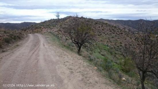  FINCA EN VENTA EN PARAJE ARROYO DEL ACEITUNO, CANTORIA - ALMERIA 