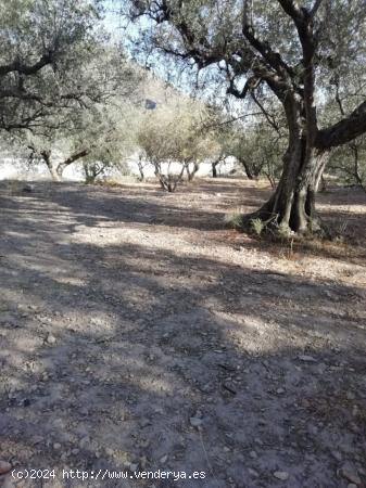 TERRENO RURAL CON AGUA - ALMERIA