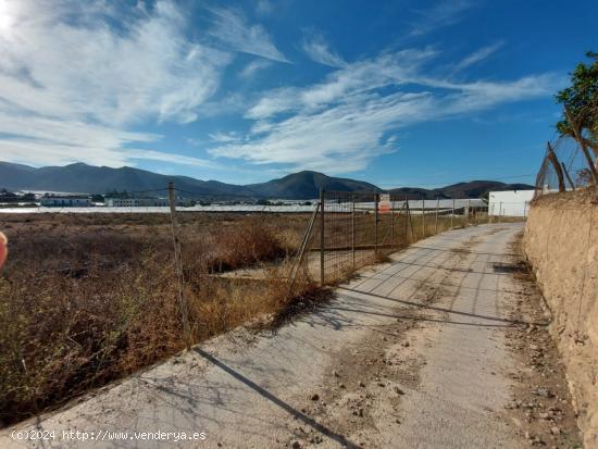  TERRENO AGRARIO A LA VENTA EN ALCAUDIQUE - ALMERIA 