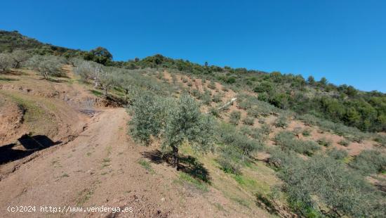 Parcela en Monda - MALAGA