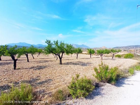  SE VENDE AMPLIA PARCELA EN ABANILLA EN EL PARAJE EL TOLLE, DE 14.328 M2 - MURCIA 