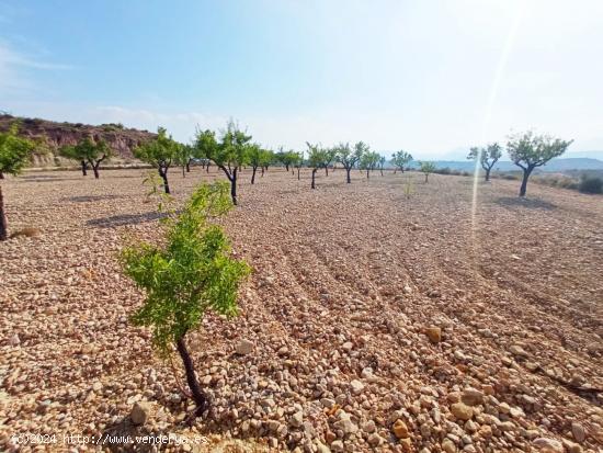 SE VENDE AMPLIA PARCELA EN ABANILLA EN EL PARAJE EL TOLLE, DE 14.328 M2 - MURCIA