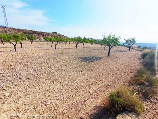 SE VENDE AMPLIA PARCELA EN ABANILLA EN EL PARAJE EL TOLLE, DE 14.328 M2 - MURCIA