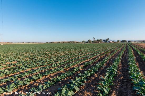 Casa rural con Finca de 26740 m² de regadío en Alhama de Murcia. Cultiva, produce y vive. - MURCIA