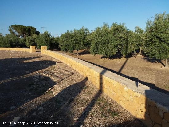 Preciosa parcela en Crevillente - ALICANTE