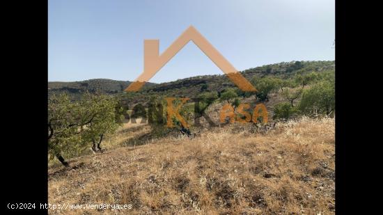 SE VENDEN 3 HÉCTAREAS DE TERRENO EN SORVILÁN -GRANADA- - GRANADA