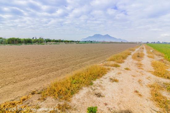 GRAN TERRENO RÚSTICO EN VENTA DE 17 TAHULLAS EN CALLOSA DE SEGURA (CAMINO CASA GRANDE). - ALICANTE