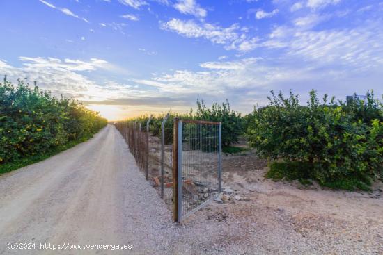 TERRENO RÚSTICO EN VENTA DE 9000 M2 (2 PARCELAS) EN BENEJÚZAR. - ALICANTE