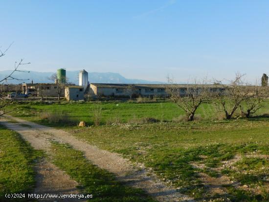  FINCA CON GRANJAS PORCINAS EN TERMINO DE GODALL - TARRAGONA 