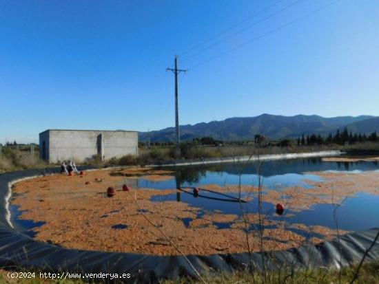  FINCA RUSTICA EN ULLDECONA - TARRAGONA 