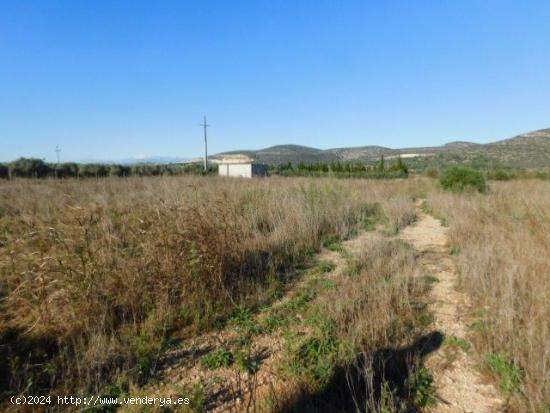 FINCA RUSTICA EN ULLDECONA - TARRAGONA