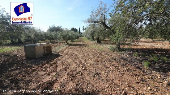  FINCA RUSTICA CON POZO DE AGUA EN MONT-ROIG DEL CAMP - TARRAGONA 