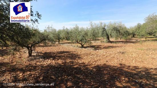 FINCA RUSTICA CON POZO DE AGUA EN MONT-ROIG DEL CAMP - TARRAGONA