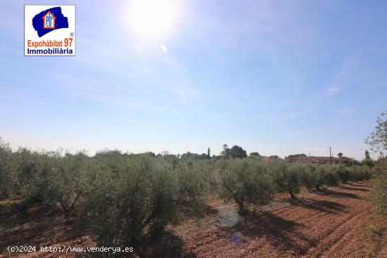 FINCA RUSTICA CON POZO DE AGUA EN MONT-ROIG DEL CAMP - TARRAGONA