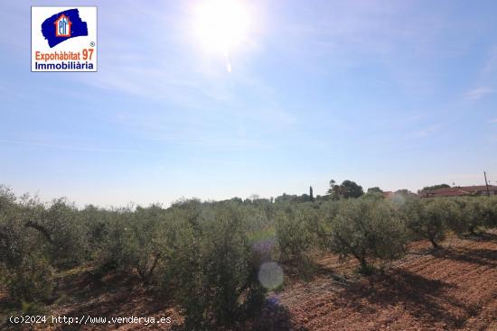 FINCA RUSTICA CON POZO DE AGUA EN MONT-ROIG DEL CAMP - TARRAGONA