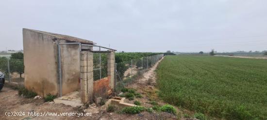 Bancal de huerto dedicada a la producción de cítricos con una alta rentabilidad. - ALICANTE