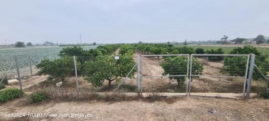 Bancal de huerto dedicada a la producción de cítricos con una alta rentabilidad. - ALICANTE