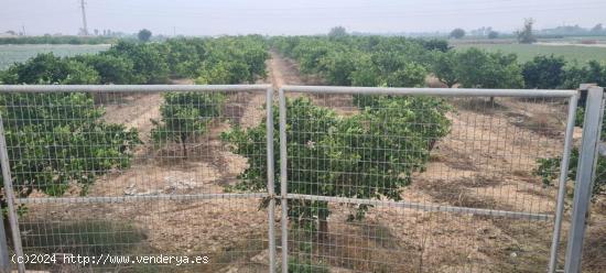 Bancal de huerto dedicada a la producción de cítricos con una alta rentabilidad. - ALICANTE