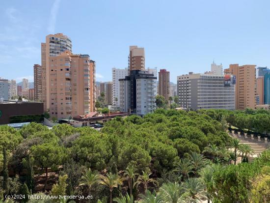 MAGNIFICO PISO EN EL CORAZON DE BENIDORM - ALICANTE