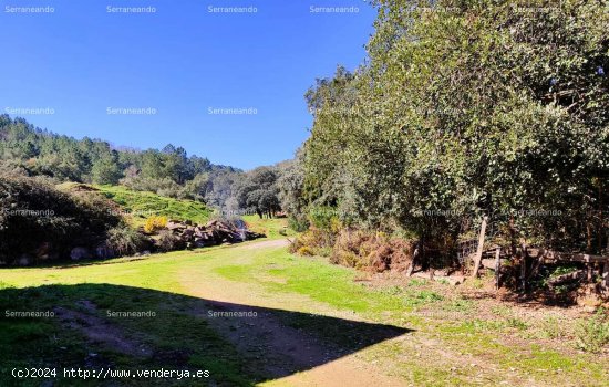 SE VENDE FINCA RÚSTICA EN VENTA EN JABUGO (HUELVA) ESPAÑA. - Jabugo