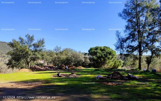 SE VENDE FINCA RÚSTICA EN VENTA EN JABUGO (HUELVA) ESPAÑA. - Jabugo