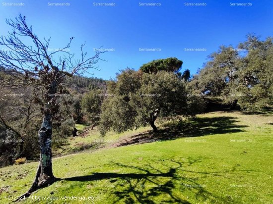 SE VENDE FINCA RÚSTICA EN VENTA EN JABUGO (HUELVA) ESPAÑA. - Jabugo