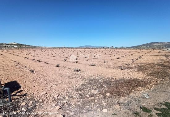 SE VENDE PARCELA RÚSTICA DE REGADÍO - ALICANTE