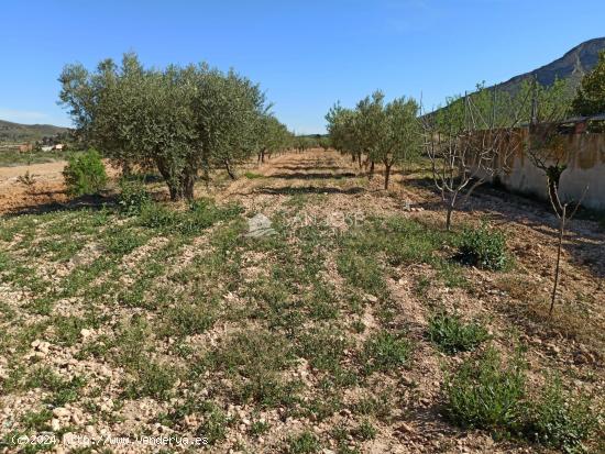 Se vende casa de campo con terreno - MURCIA