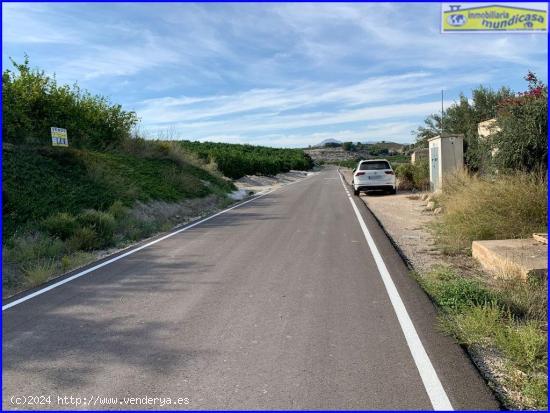  Parcela plantada limón en La Jaira de Abanilla - MURCIA 