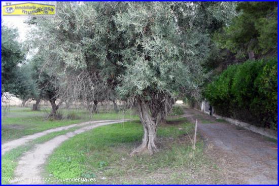 Vende Finca rústica en La Matanza, Santomera - MURCIA