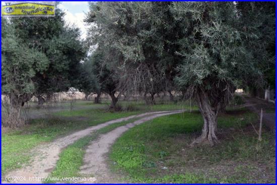 Se vende finca rústica en La Matanza de Santomera - MURCIA